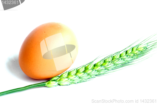 Image of Egg and wheat