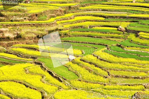 Image of Rapeseed fields