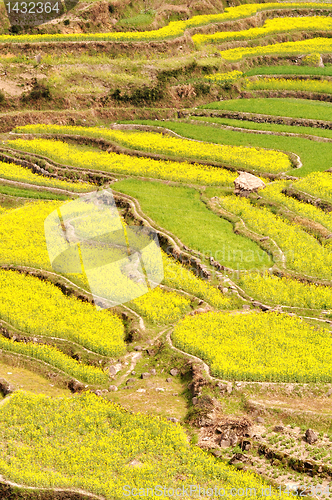 Image of Rapeseed fields