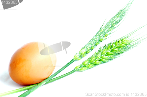 Image of Egg and wheat