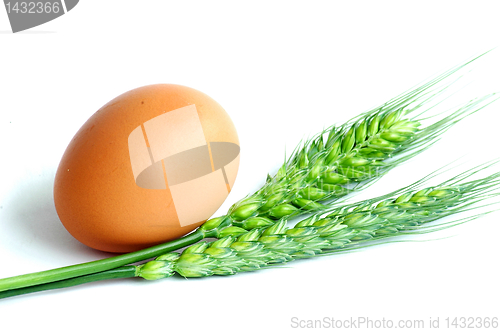 Image of Egg and wheat