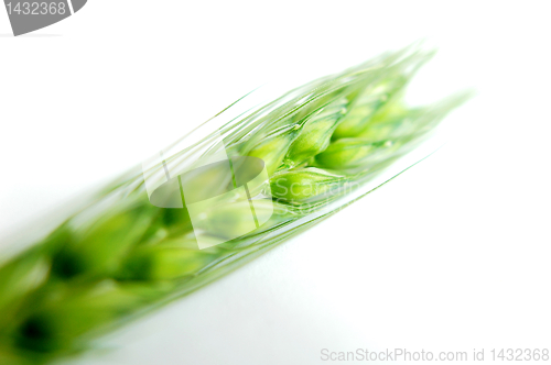 Image of Green wheat ears