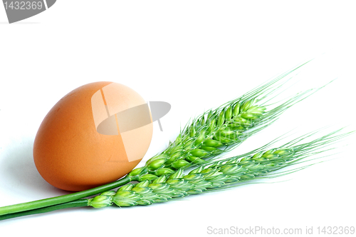 Image of Egg and wheat