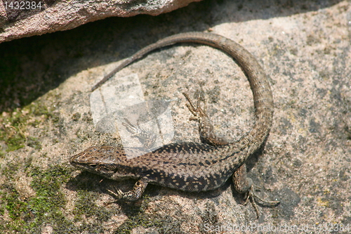 Image of brown fence lizard 