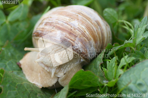 Image of crawling snail