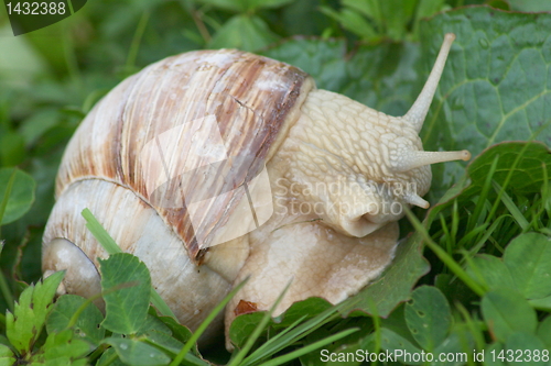 Image of crawling snail 