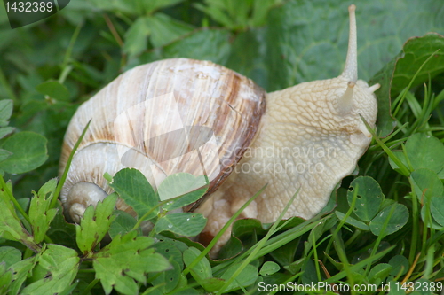 Image of snail (Helix pomatia)  