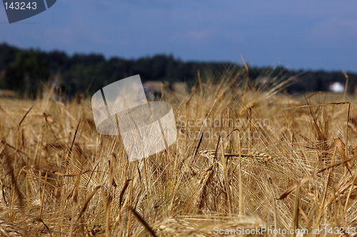 Image of Grain