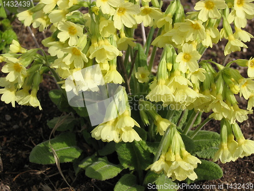 Image of Spring flower