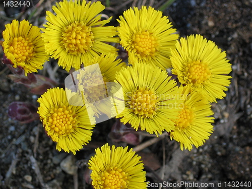 Image of Spring flower