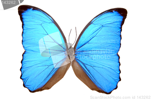 Image of Iridescent Blue Butterfly (Morpho menelaus)