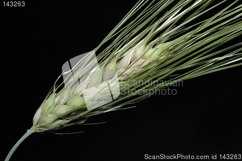 Image of Grain