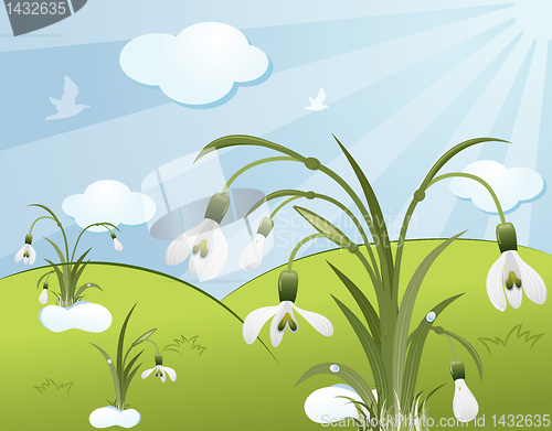 Image of Flower background with snowdrop