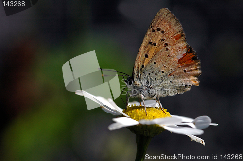 Image of Butterfly