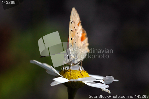 Image of Butterfly