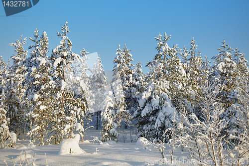 Image of Winter snow-covered forests landscape