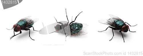 Image of Fly set