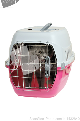 Image of Pet carrier with cat