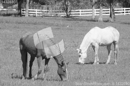 Image of Two beautiful horses