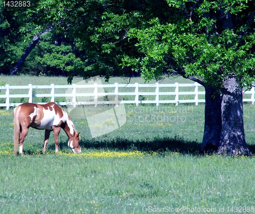 Image of Pinto horse 