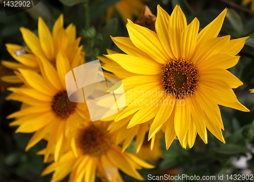 Image of Beautful yellow daisies