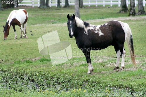 Image of horses running free