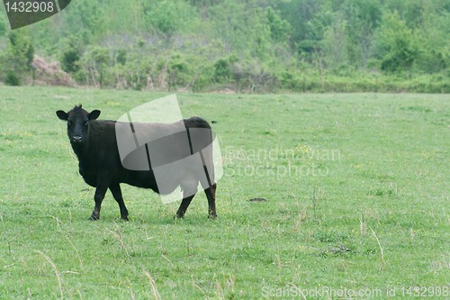 Image of ig black bull 