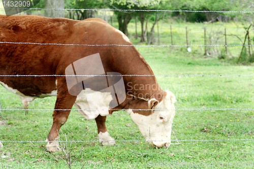 Image of Big brown and white bull 