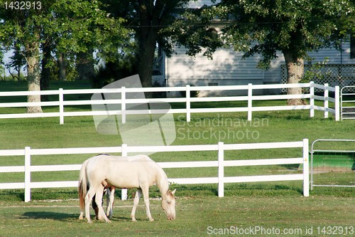 Image of horse grazing 