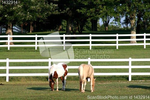 Image of horse grazing 