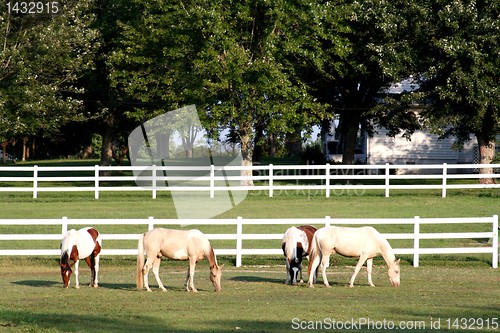 Image of horse grazing 