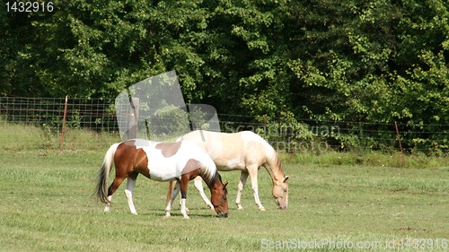 Image of Pinto horses 
