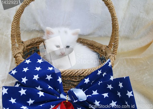Image of kitten in 4th of july 