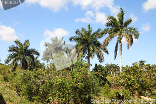 Image of Cuba