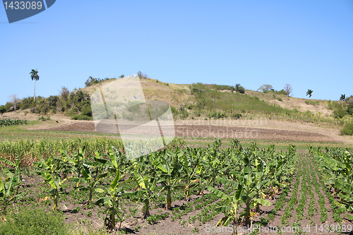 Image of Cuba agriculture