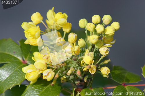 Image of Mahonia 