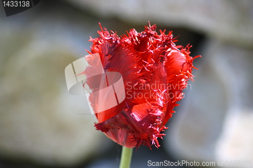 Image of tulip