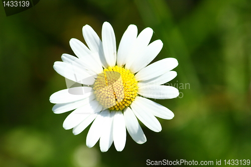 Image of daisy 