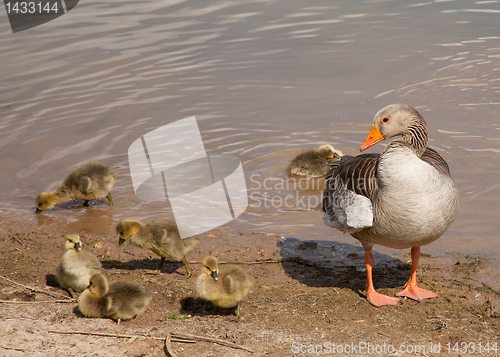 Image of greylag family