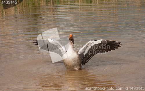 Image of greylag wings