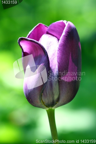 Image of tulip