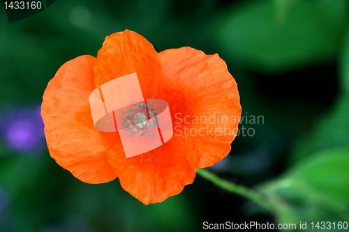 Image of poppies 