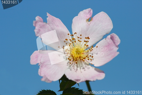 Image of wild dog rose