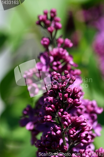 Image of lilac (Syringa)