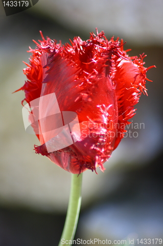 Image of tulip 