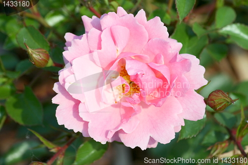 Image of pink rose