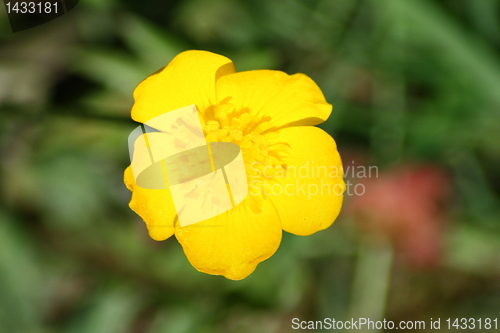 Image of buttercup "Caltha palustris"