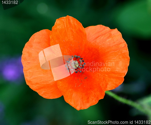 Image of poppies