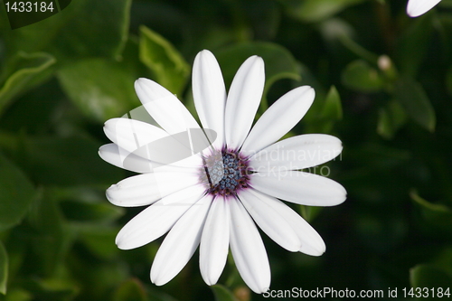 Image of daisy 