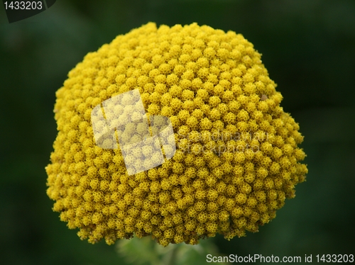 Image of Fernleaf Yarrow (Achillea filipendulina) 